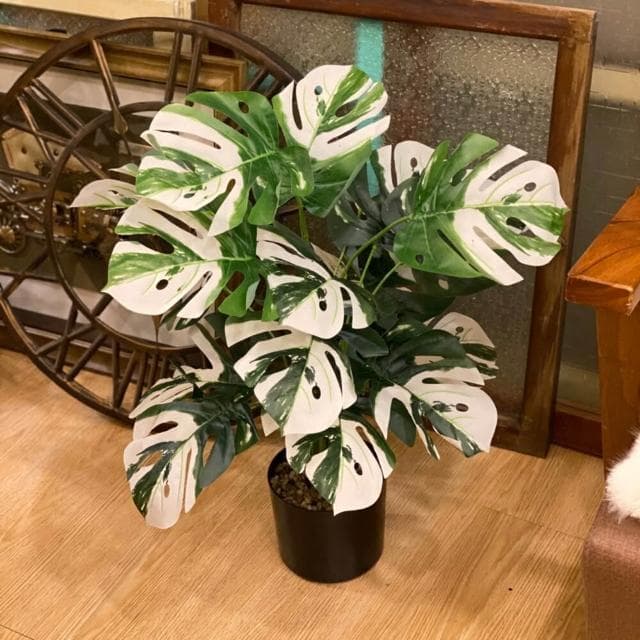 龜背葉 仿真植物 假盆栽 龜背芋 室內植物 花 植物 植栽 假植物 人造植物 GXS拍照道具(仿真植物 假盆栽)