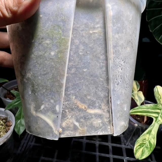 《斑啾植選》青山盆|4.5吋盆14cm(觀葉植物專用盆|斑葉|合果芋|龜背芋|觀音蓮|室內植物|盆栽)