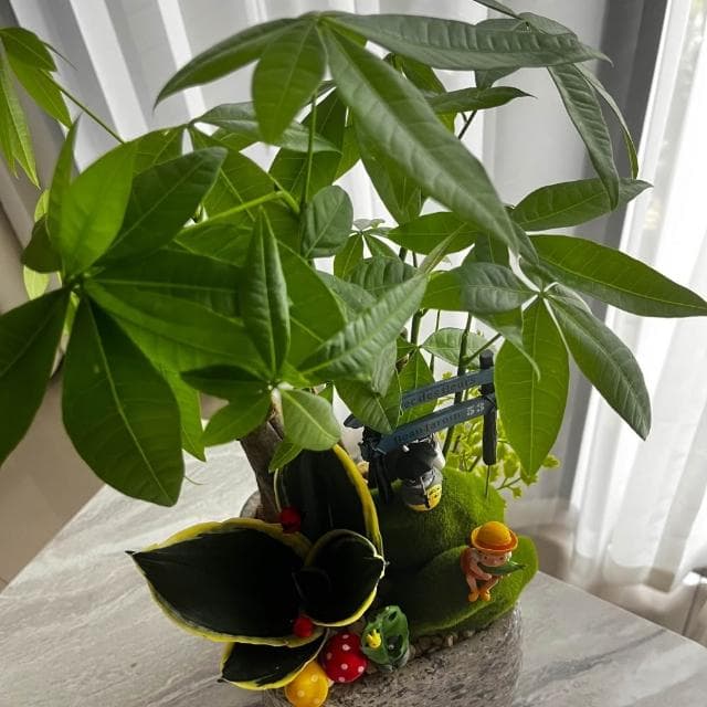 |組合盆栽|發財樹 D 款(附底盤)/觀葉植物/水泥盆盆栽/居家美化/開幕盆栽/宅配到府