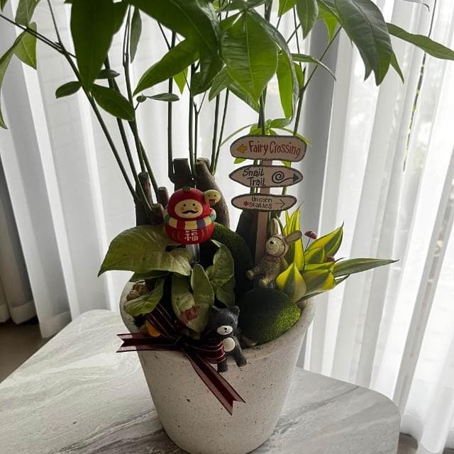 |組合盆栽|發財樹 E 款(附底盤)/觀葉植物/水泥盆盆栽/居家美化/開幕盆栽/宅配到府