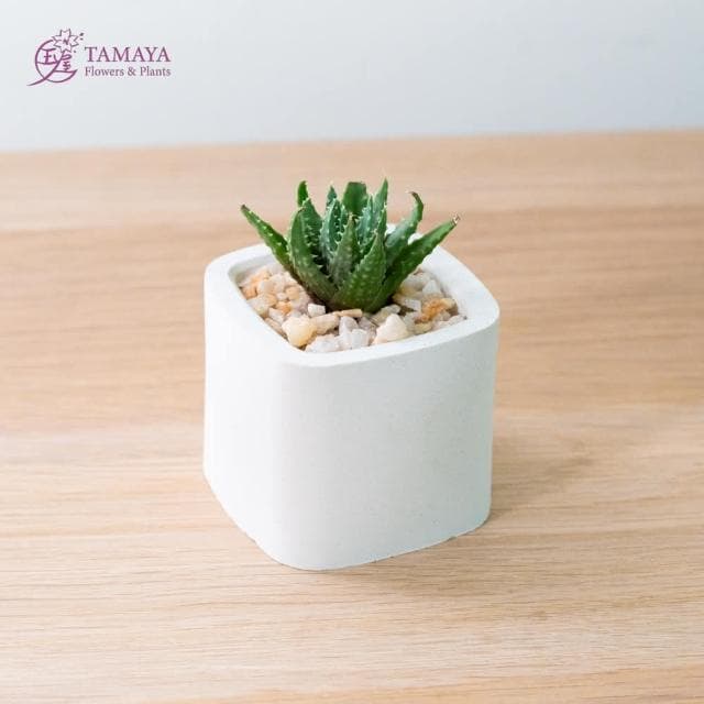 玉屋TAMAYA 迷你多肉盆栽 白水泥盆(觀葉植物 盆栽 開幕升遷 發表會 生日祝賀 告白 紀念日 畢業祝福)