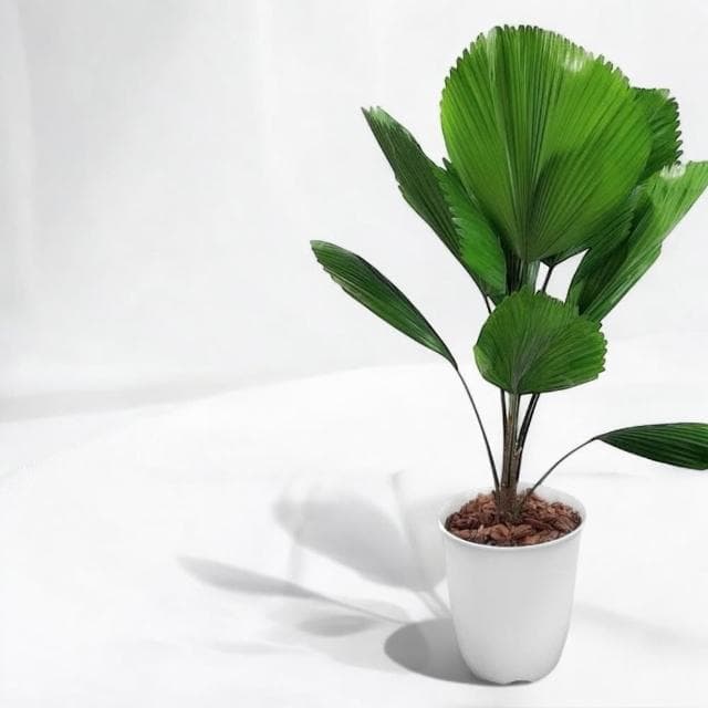 玠森工坊簡約圓葉刺軸櫚盆栽(觀葉植物 室內植物 禮品盆栽)