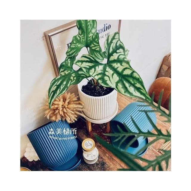 陶盆 簡約線條盆 北歐INS風 觀葉植物 水泥盆 盆器 盆栽