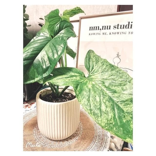 陶盆 簡約線條盆 北歐INS風 觀葉植物 水泥盆 盆器 盆栽