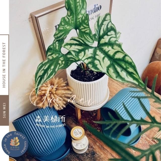 陶盆 簡約線條盆 北歐INS風 觀葉植物 水泥盆 盆器 盆栽