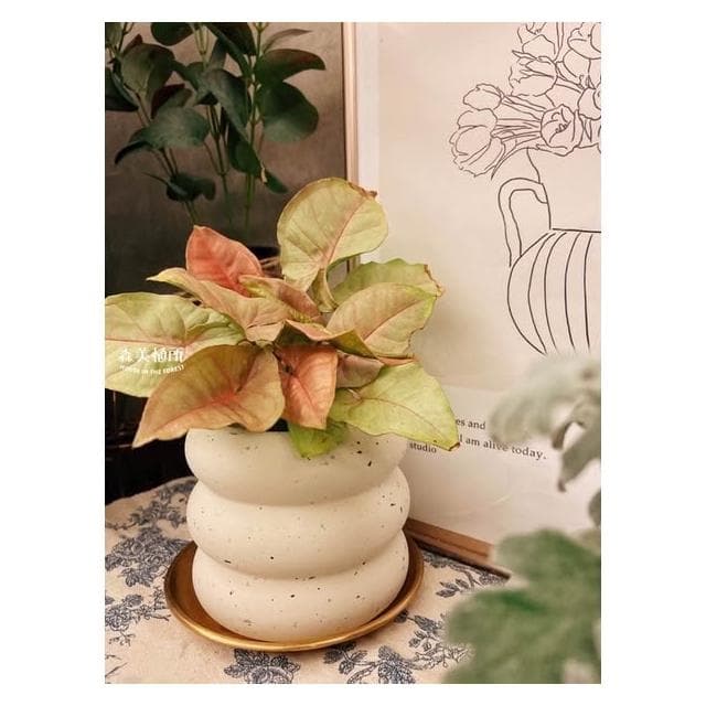 陶盆 米其林甜甜圈噴點盆 觀葉植物 水泥盆 盆器 盆栽 陶器 植栽 簡約盆 多肉盆