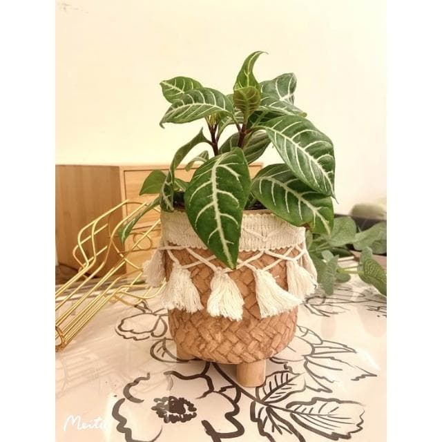 陶盆 米其林甜甜圈噴點盆 觀葉植物 水泥盆 盆器 盆栽 陶器 植栽 簡約盆 多肉盆