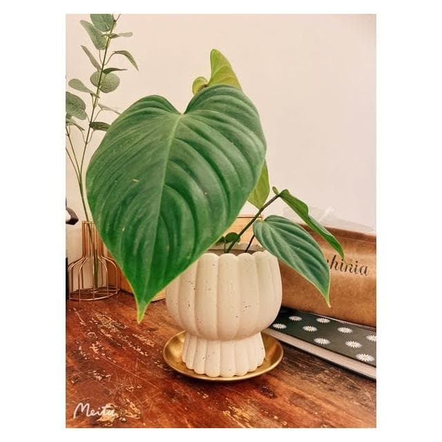 陶盆 米其林甜甜圈噴點盆 觀葉植物 水泥盆 盆器 盆栽 陶器 植栽 簡約盆 多肉盆