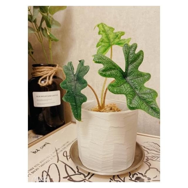 陶盆 米其林甜甜圈噴點盆 觀葉植物 水泥盆 盆器 盆栽 陶器 植栽 簡約盆 多肉盆