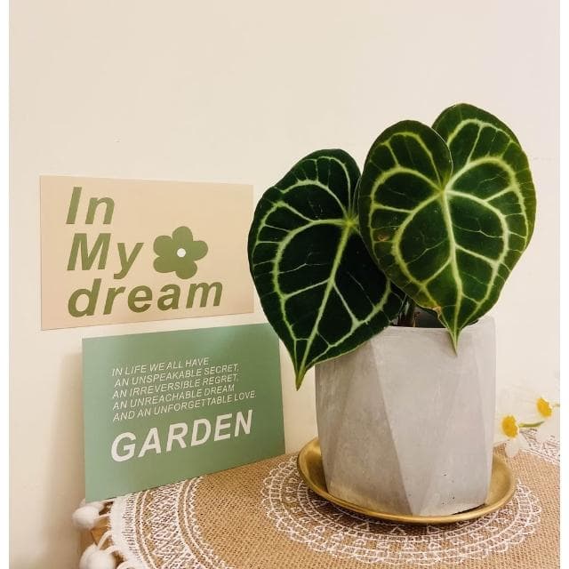 陶盆 米其林甜甜圈噴點盆 觀葉植物 水泥盆 盆器 盆栽 陶器 植栽 簡約盆 多肉盆