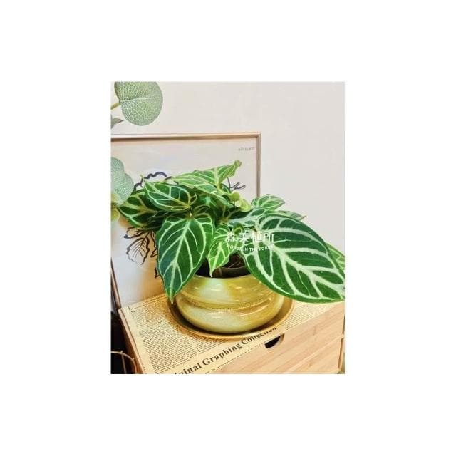 陶盆 米其林甜甜圈噴點盆 觀葉植物 水泥盆 盆器 盆栽 陶器 植栽 簡約盆 多肉盆