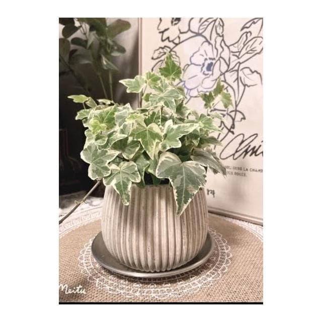 水泥盆 斑駁線條盆 立體線條盆 綠植 種植 盆栽 園藝植物 器皿