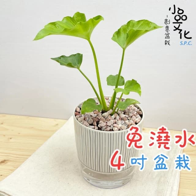 【小品文化】小天使【現貨】4吋仿瓷免澆水盆栽 室內植物 室內盆栽 懶人盆栽 水培植物 水培盆栽 室內盆栽 觀葉植物