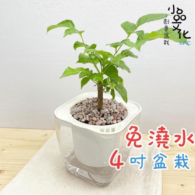 【小品文化】進財樹【現貨】4吋透明免澆水盆栽 懶人盆栽 觀葉植物 室內植物 自動吸水 創意花盆 居家辦公盆花
