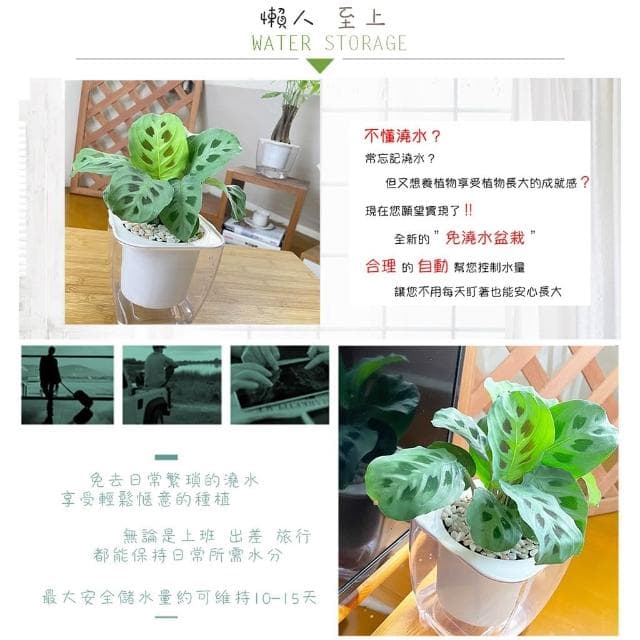 【小品文化】熊貓竹芋【現貨】4吋透明免澆水懶人盆栽 簡單好種植 觀葉植物 室內植物 自動吸水 創意花盆 居家