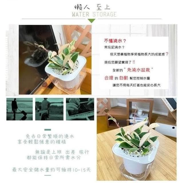 【小品文化】白斑毬蘭【現貨】4吋透明免澆水懶人盆栽 簡單好種植 觀葉植物 陽台植物 自動吸水 創意花盆 居家辦公盆花
