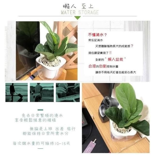 【小品文化】琴葉榕【現貨】4吋透明免澆水盆栽 懶人盆栽 觀葉植物 室內植物 自動吸水 創意花盆 居家辦公盆花