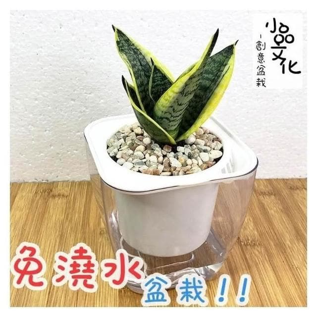 【小品文化】虎紋虎尾蘭【現貨】4吋透明免澆水盆栽 淨化空氣 觀葉植物 室內植物 懶人盆栽 創意花盆 居家辦公盆花