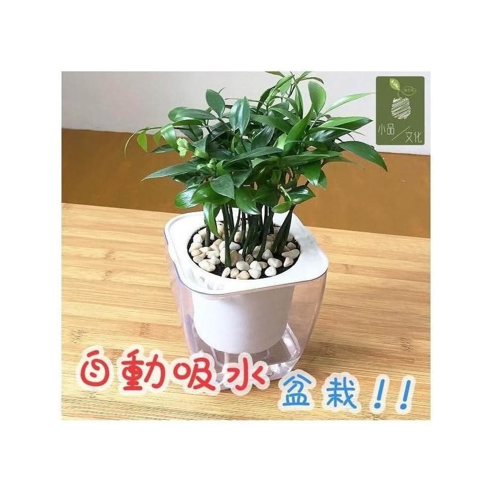 【小品文化】竹柏【現貨】4吋透明懶人盆栽 加水更方便 觀葉植物 室內植物 自動吸水 水培 花盆 居家辦公盆花 種子