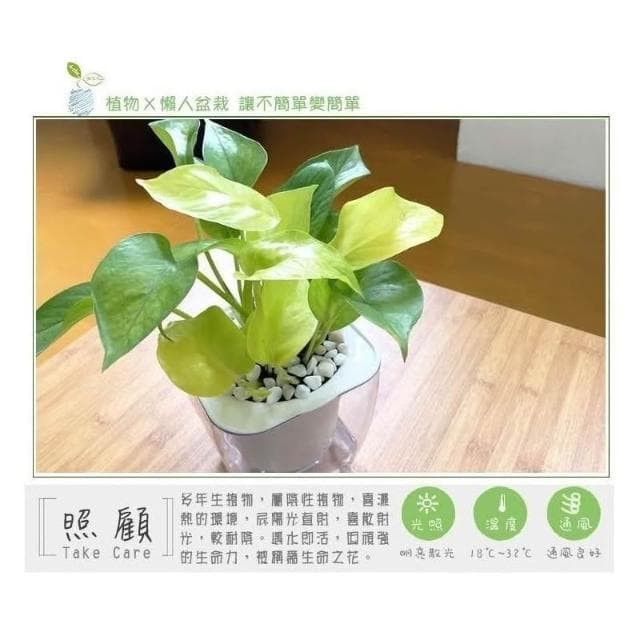 【小品文化】綠蘿【現貨】4吋透明懶人盆栽 空氣淨化 廁所植物 觀葉植物 室內植物 水培 創意花盆 居家辦公盆花