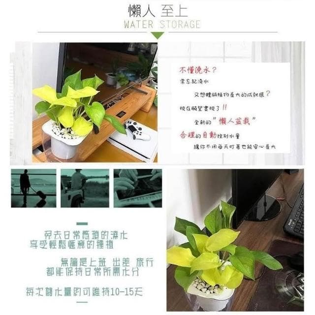 【小品文化】綠蘿【現貨】4吋透明懶人盆栽 空氣淨化 廁所植物 觀葉植物 室內植物 水培 創意花盆 居家辦公盆花