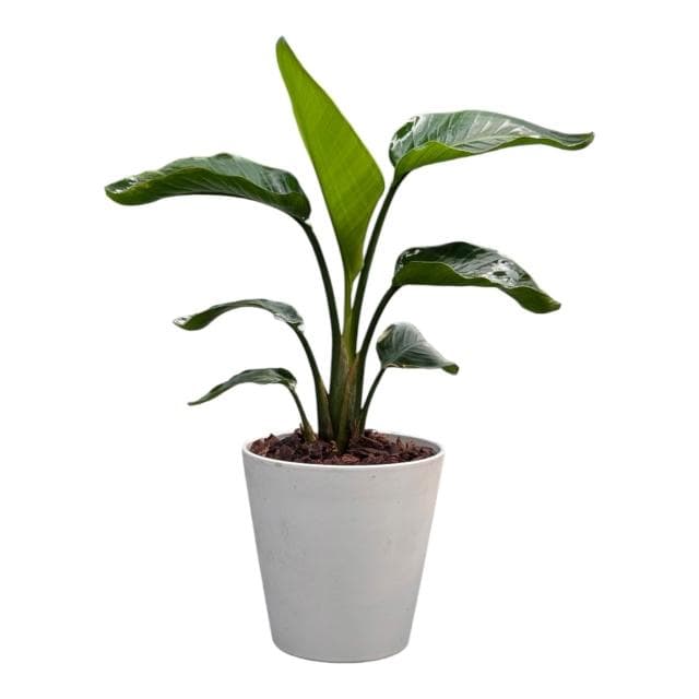 開心農元 觀葉植物 白花天堂鳥 白色盆栽