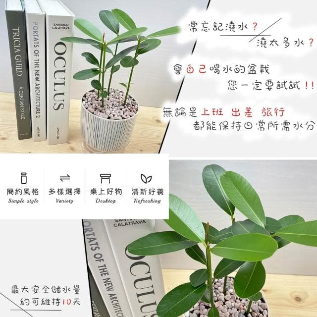 【小品文化】瓊崖海棠【現貨】4吋仿瓷免澆水盆栽 懶人盆栽 觀葉植物 室內植物 自動吸水 創意花盆 居家辦公盆花