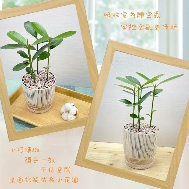 【小品文化】瓊崖海棠【現貨】4吋仿瓷免澆水盆栽 懶人盆栽 觀葉植物 室內植物 自動吸水 創意花盆 居家辦公盆花