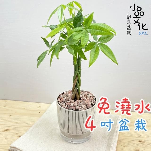 【小品文化】馬拉巴栗辮子【現貨】4吋仿瓷免澆水盆栽 室內植物 室內盆栽 懶人盆栽 水培植物 水培盆栽 室內盆栽 觀葉植物