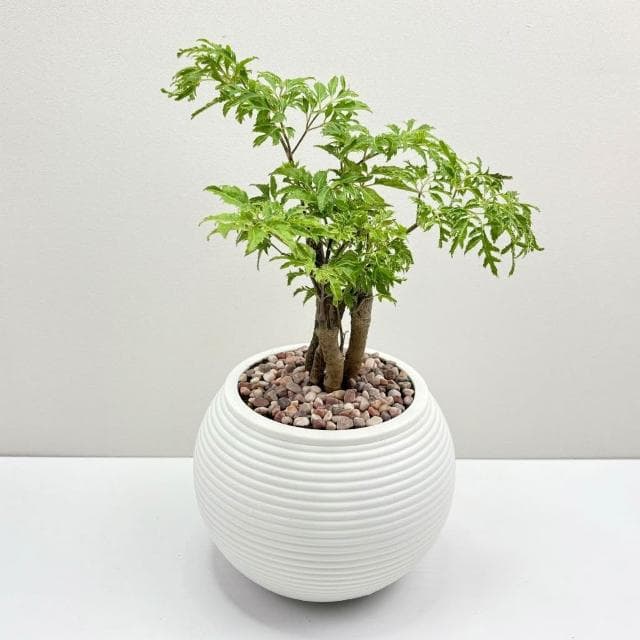 【小品文化】羽葉福祿桐【現貨】4吋燈籠免澆水盆栽 室內植物 室內盆栽 懶人盆栽 水培植物 水培盆栽 室內盆栽 觀葉植物