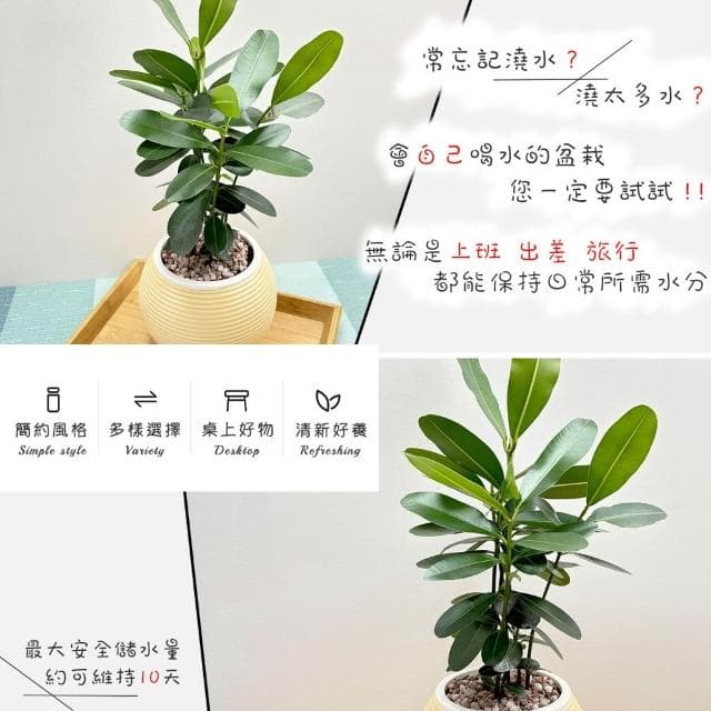 【小品文化】瓊崖海棠【現貨】4吋燈籠免澆水盆栽 室內植物 室內盆栽 懶人盆栽 水培植物 水培盆栽 室內盆栽 觀葉植物