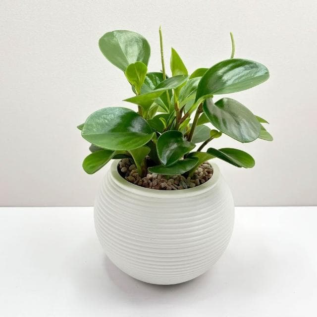 【小品文化】圓葉椒草【現貨】4吋燈籠免澆水盆栽 室內植物 室內盆栽 懶人盆栽 水培植物 水培盆栽 室內盆栽 觀葉植物