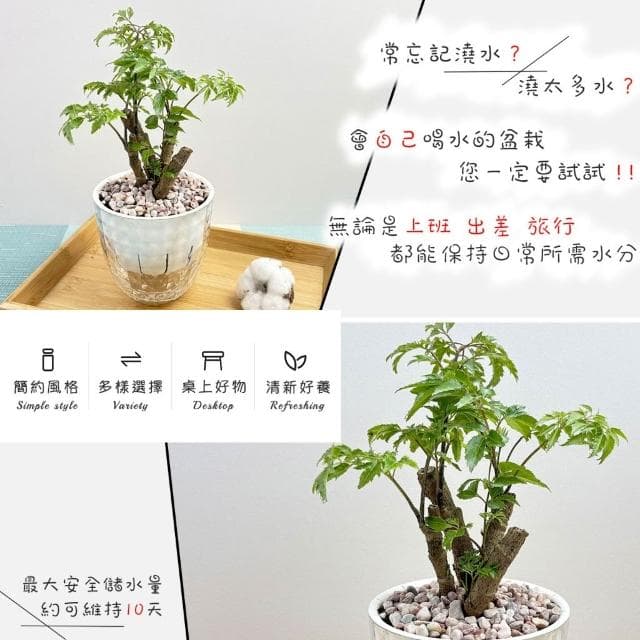 【小品文化】羽葉福祿桐【現貨】4吋鑽石免澆水盆栽 室內植物 室內盆栽 懶人盆栽 水培植物 水培盆栽 室內盆栽 觀葉植物