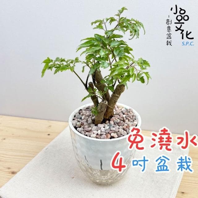 【小品文化】羽葉福祿桐【現貨】4吋鑽石免澆水盆栽 室內植物 室內盆栽 懶人盆栽 水培植物 水培盆栽 室內盆栽 觀葉植物