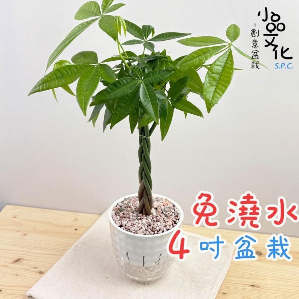 【小品文化】辮子馬拉巴栗【現貨】4吋鑽石免澆水盆栽 發財樹 招財樹 室內植物 室內盆栽 懶人盆栽 室內盆栽 觀葉植物