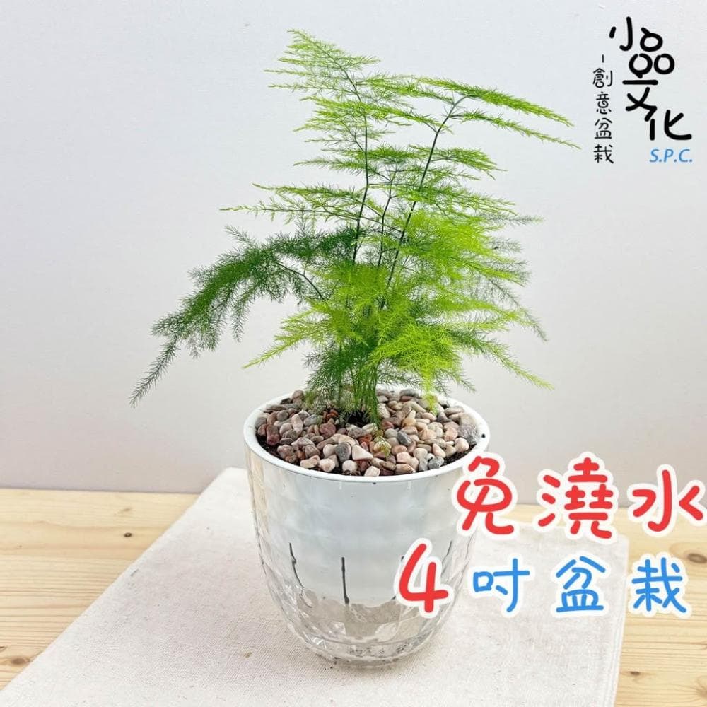 【小品文化】文竹【現貨】4吋鑽石免澆水盆栽 室內植物 室內盆栽 懶人盆栽 水培植物 水培盆栽 室內盆栽 觀葉植物