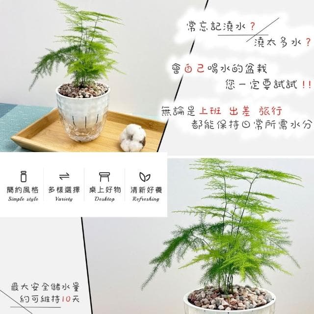 【小品文化】文竹【現貨】4吋鑽石免澆水盆栽 室內植物 室內盆栽 懶人盆栽 水培植物 水培盆栽 室內盆栽 觀葉植物