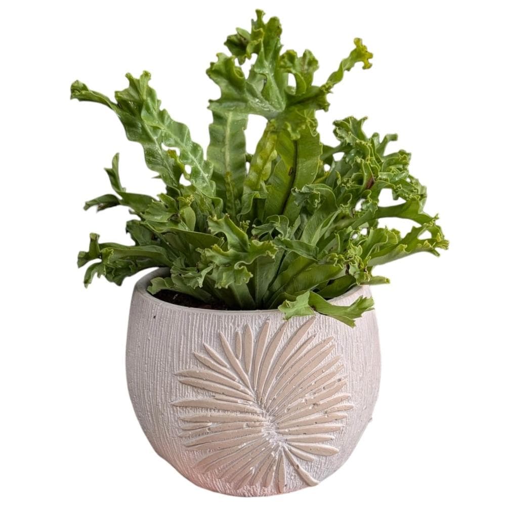 開心農元 觀葉植物 鹿角山蘇 盆栽