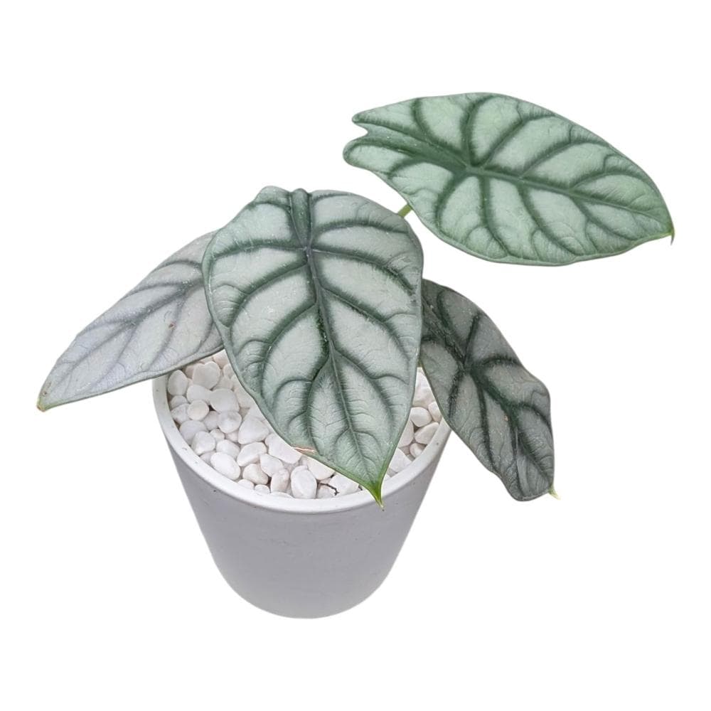 開心農元 觀葉植物 銀龍觀音蓮 白色盆栽