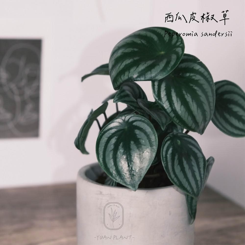 原植|植物盆栽|西瓜皮椒草·觀葉植物·室內植物·網紅植物·療癒植物·雨林植物