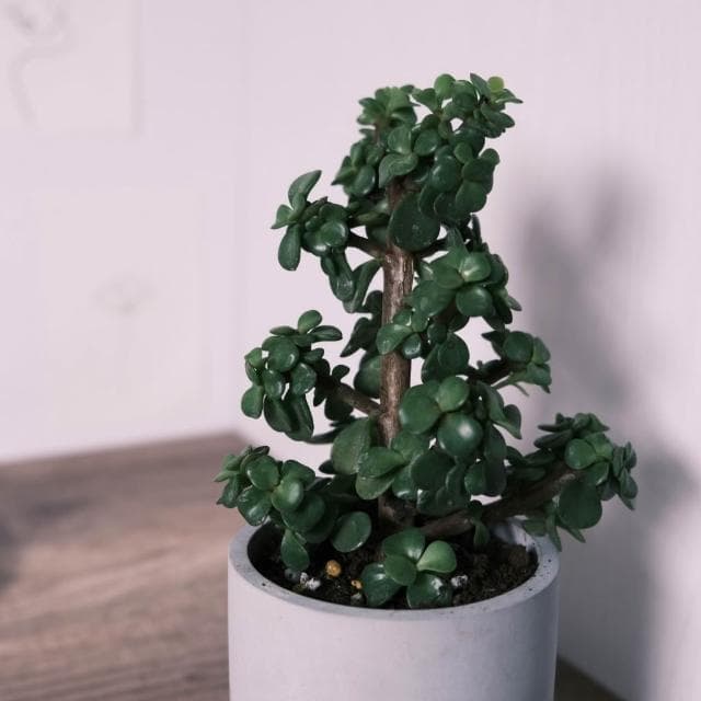 原植|植物|銀杏木·幸運樹·樹馬齒莧·觀葉植物·室內植物·綠籬植物·辦公室盆栽·網紅植物·ins同款·居家風水·落成禮