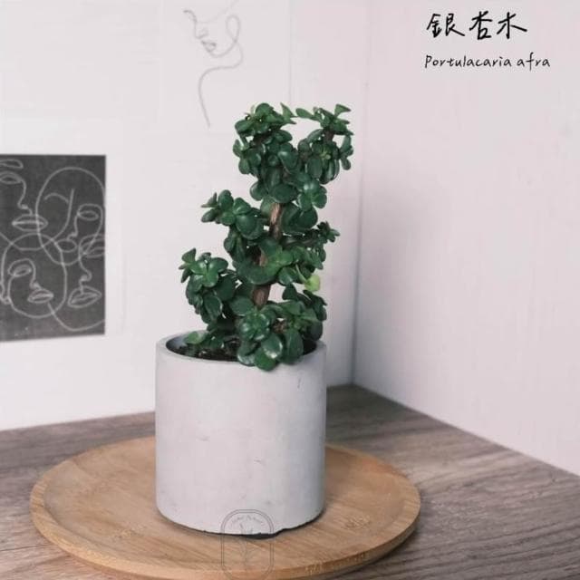 原植|植物|銀杏木·幸運樹·樹馬齒莧·觀葉植物·室內植物·綠籬植物·辦公室盆栽·網紅植物·ins同款·居家風水·落成禮