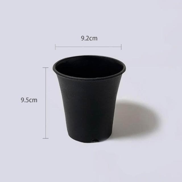 原植|植物|進財樹·旺旺樹·海南菜豆樹· 觀葉植物·室內植物·富貴樹·招財植物·幌傘楓·招財盆栽·居家植栽·開幕禮