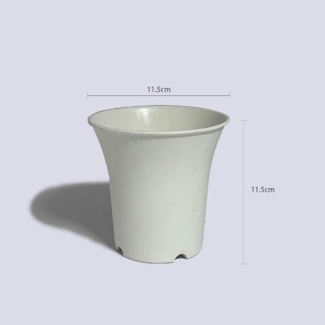 原植|植物|進財樹·旺旺樹·海南菜豆樹· 觀葉植物·室內植物·富貴樹·招財植物·幌傘楓·招財盆栽·居家植栽·開幕禮