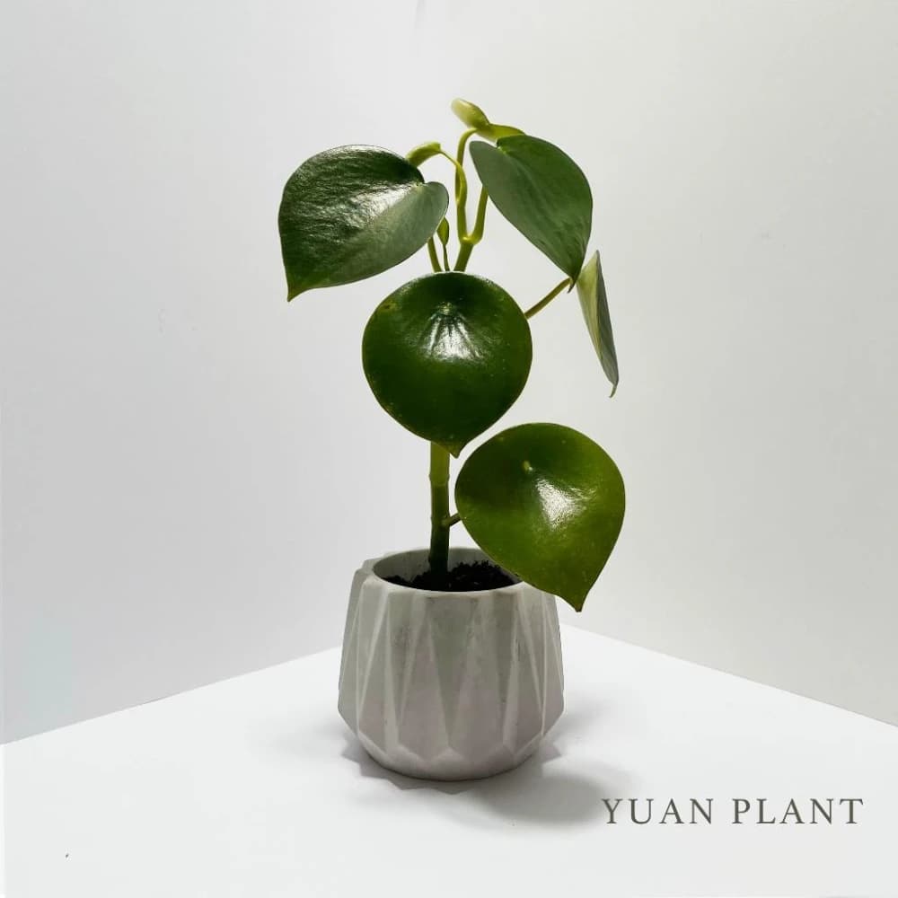 原植|植物|荷葉椒草·觀葉植物·室內植物·淨化空氣·草本植物·耐陰植物·辦公室盆栽·水泥盆