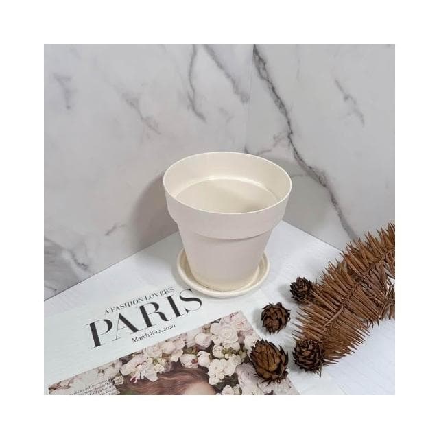 原植|植物|文竹·辦公室植物·淨化空氣·觀葉植物·氣質高雅·室內植物·風水植栽·3寸·5寸