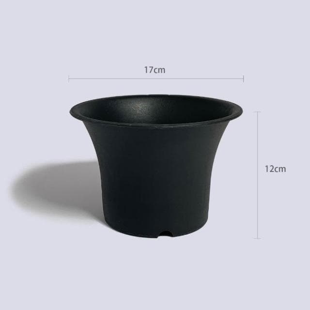 原植|植物|文竹·辦公室植物·淨化空氣·觀葉植物·氣質高雅·室內植物·風水植栽·3寸·5寸