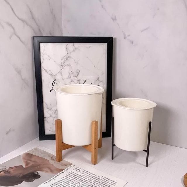 原植|植物|窗孔龜背芋·洞洞蔓綠絨·窗孔藤·室內植物·耐陰植物·水泥盆栽·辦公室植物·垂吊植栽·天南星科·居家擺設