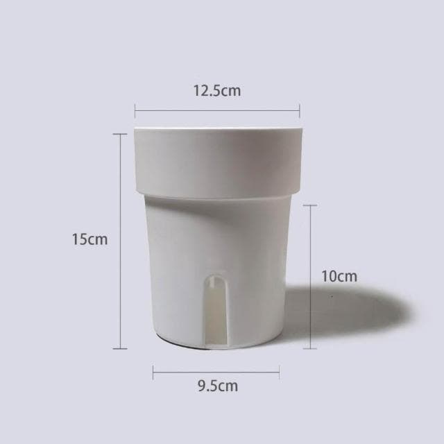 原植|植物|細葉卷柏·耐陰植物·室內植物·療癒盆栽·熱帶雨林·觀葉植物·浴室植物