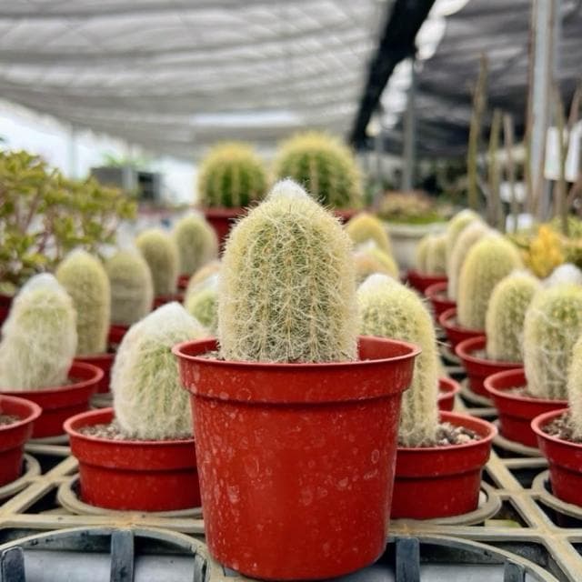 《花田多肉》🌵【老樂柱/幻樂柱】 3吋盆 多肉植物/仙人掌/園藝/盆栽